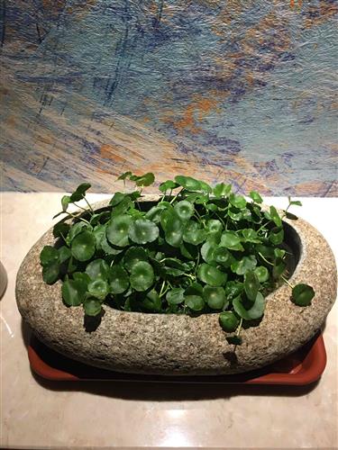 長春高新生長激素集采傳聞引發(fā)跌停，公司回應“市場預期但未獲信息”